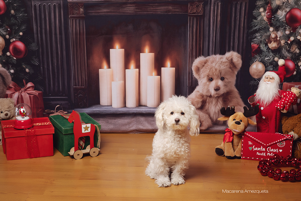 Book de fotos de navidad en buenos aires